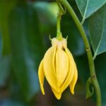 Ylang Ylang essential oil: Benefits, Uses, & Side Effects
